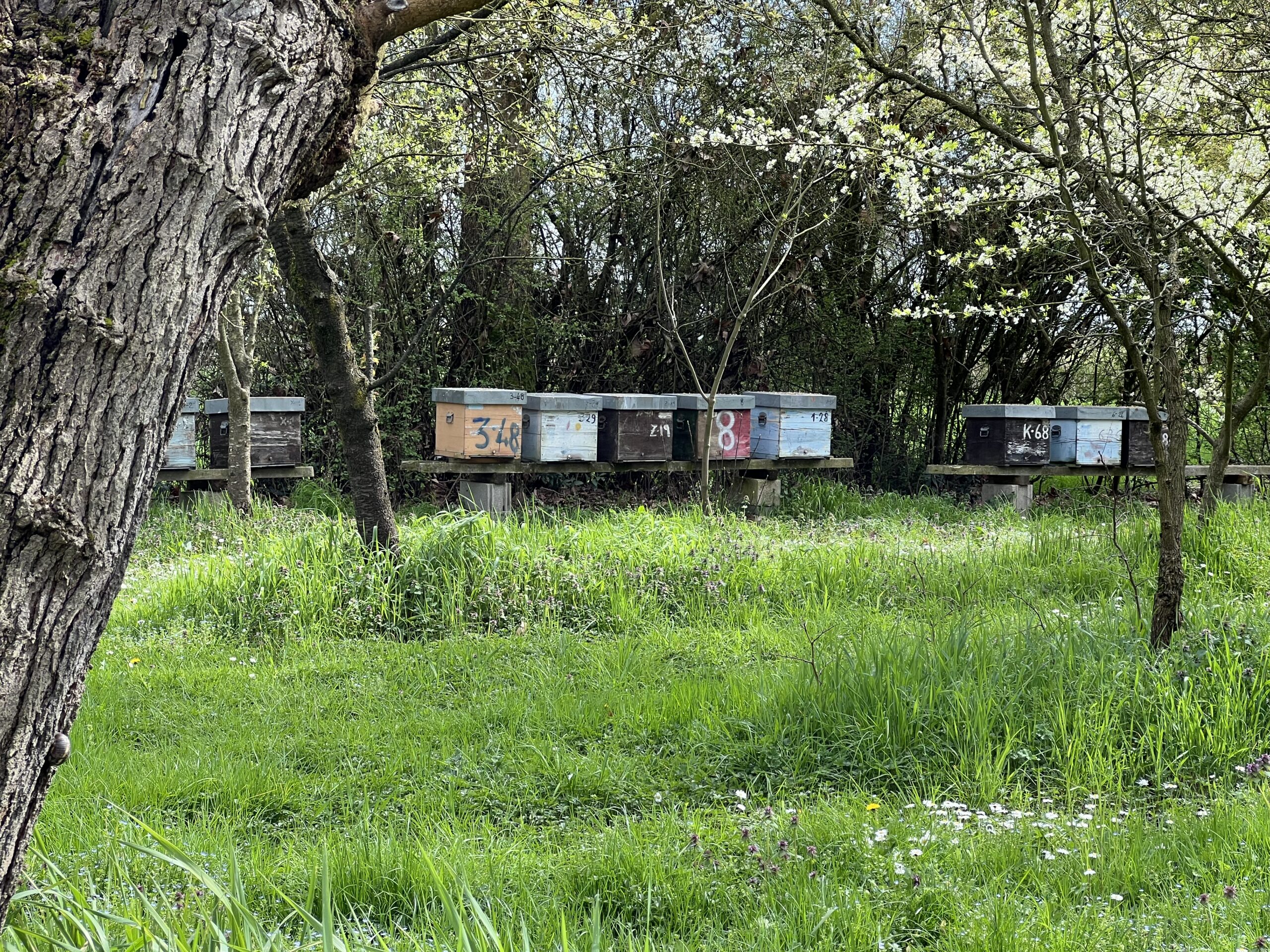azienda campagna apicoltura Finatti